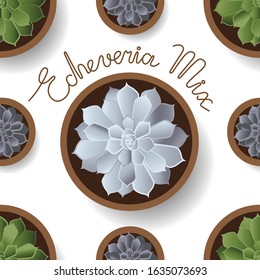 Seamless pattern with succulents. Echeveria mix background.