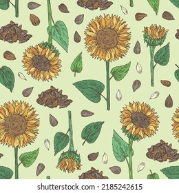 Seamless pattern with sunflower: helianthus flowers, plant, leaves and sunflower seeds. Helianthus. Vector hand drawn illustration. 