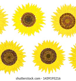 Seamless pattern of sunflower on white.  Summer seamless pattern with sunflower. Summer harvest. Design for textile, fabric,  packaging, wallpaper.