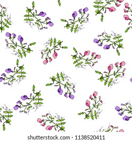 Seamless pattern with sweet pea. Vector illustration