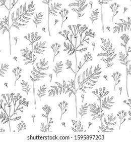 Seamless pattern Tansy flower or Tanacetum vulgare vector illustration isolated on white backdrop, ink sketch, decorative herbal doodle, for design medicine, wedding invite, greeting card, cosmetics