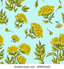 Seamless pattern with tansy flowers and leaves