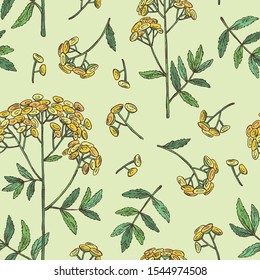 Nahtloses Muster mit Tansy: Pflanzen, Blätter und Tansyblumen. Kosmetik und Medizin. Handgezeichnete Vektorgrafik.