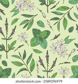 Seamless pattern with tea and hearbs, herbal tea: tea leaves, melissa, verbena flowering branch and jasmine. Vector hand drawn illustration.