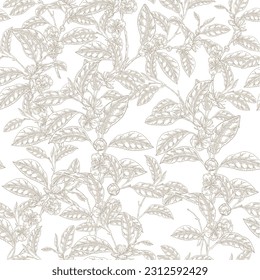 Patrón sin foco de la planta de té. Ramas de Camellia sinensis con hojas y flores. Ilustración vectorial. Dibujado a mano vintage.