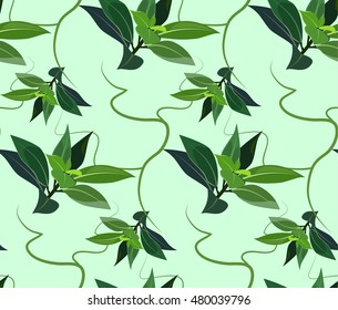 seamless pattern of tea tree essential oil / the concept of cosmetology