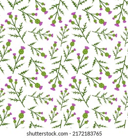 Seamless pattern with Thistle on white background. Vector botanical print with hand drawn in doodle style wild flowers for textile or wrapping paper