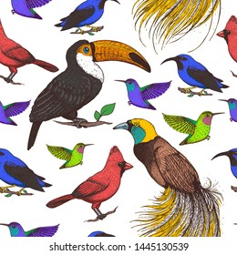 Seamless pattern with toucan, hummingbird, bird of paradise, red cardinal bird, purple honeycreeper. Animals illustration. Tropical birds. Hand drawn vector illustration.