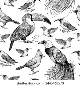 Seamless pattern with toucan, hummingbird, bird of paradise, red cardinal bird, purple honeycreeper. Animals illustration. Tropical birds. Hand drawn vector illustration.