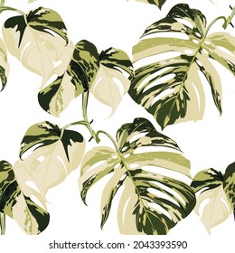 Seamless pattern with traditional home plant monstera leaves.  Tropical texture on white background.