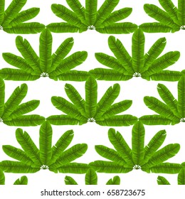 Seamless pattern of tropical banana green leaves fan isolated on white. Tropical wallpaper, textile print, exotic background.