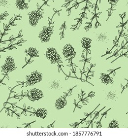 Seamless Pattern with twig of thyme with leaves and flowers . Detailed hand-drawn sketches, vector botanical illustration.  