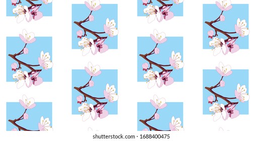 Seamless pattern of twigs with pink white cherry blossom in the spring white background with light blue squares. Sakura.