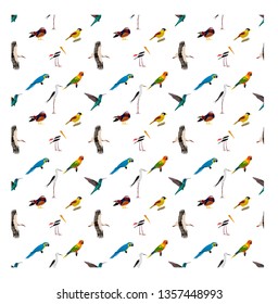 seamless pattern with various kinds of birds on white background