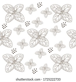 Seamless pattern with vector drawings of handmade basil sprigs on a white isolated background. Basil line, sketch. Registration of cards, menus, banners, printing on fabric, covers