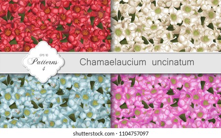 Seamless pattern Vector floral watercolor design: Chamaelaucium (wax flower) set. Rustic background for banners, invitation, greeting cards, flyers, wallpaper
