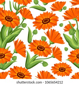 Seamless pattern. Vector illustration calendula flowers on white background. Medicinal herbs in sketch style Web site page and mobile app design.