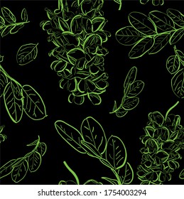 Seamless pattern vector line drawing of an acacia flowers and leaves