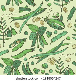 Seamless pattern with vegetables: soybean plant, peas pod, lettil beans and pod, french green beans. Vector hand drawn illustration.