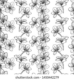 Seamless pattern of vertical stripes of plumeria flowers. White flowers on a white background.