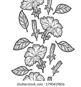 Seamless pattern vertically, line of flowers petunia. Sketch scratch board imitation.