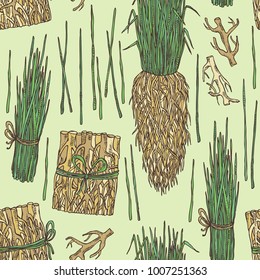 Seamless pattern with vetiver: root and plant of vetiver. Perfumery and cosmetics plant. Vector hand drawn illustration.