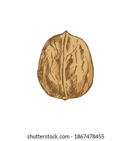 Seamless Pattern with walnuts isolated on white background. Template for postcard, banner, poster, web design. Hand Drawn vector illustration.