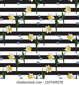 Seamless pattern with white daffodils and forget-me-nots. Endless pattern with flowers on black and white striped background