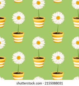 Seamless pattern with white daisy flowers in yellow flowerpots on a green background. Vector illustration