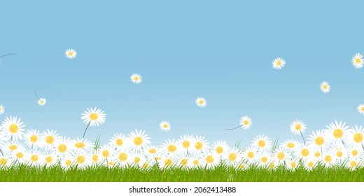 Seamless pattern white daisy with green field and blue sky on Springtime background.Vector Endless Summer natural backgdrop of grass land with chamomiles flower flying on clear sky