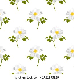 Seamless pattern with White Rosa Canina Flowers
