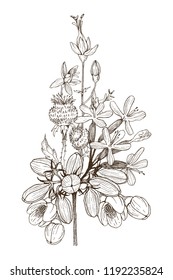 Seamless pattern of wild herbal flowers. Vector. Hand drawn artwork. Flower concept for wedding invitations, cards, tickets, congratulations, branding, boutique logo, label. Botanical style sketch