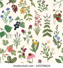 Seamless pattern with wild herbs. Vector illustration.