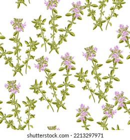 seamless pattern with wild thyme, Thymus serpyllum, vector drawing plants at white background , hand drawn botanical illustration