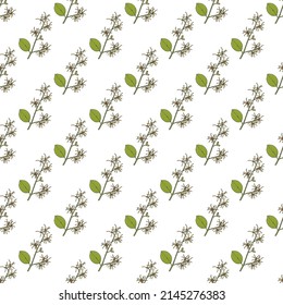 Patrón sin foco con bruja-avellana, Hamamelis virginiana, planta medicinal. Ilustración del vector