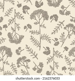 Patrón sin soldadura con flecha: hojas de yarrow y flores de yarrow. Achillea millefolium. Cosméticos y plantas médicas. Ilustración dibujada a mano por vectores.