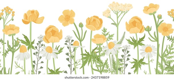 seamless pattern with yellow field flowers, vector drawing wild flowering plants at white background, floral border, hand drawn botanical illustration