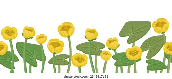 seamless pattern with yellow water-lily, Nuphar lutea, vector drawing wild plants at white background, floral border, hand drawn botanical illustration