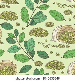 Seamless pattern with yerba mate: mate branch and leaves. Vector hand drawn illustration.