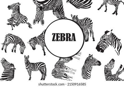 Seamless pattern zebra with text in the middle, stylish cover for for fabric, postcards, wallpapers,graphical vector illustration