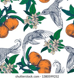 seamless pattern Hummingbird  citrus  vector illustration hand drawing isolated white background