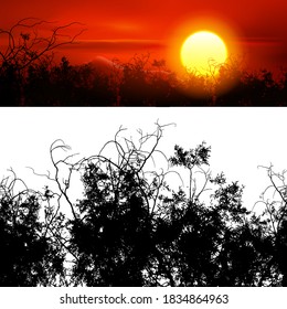 Seamless Silhouette of Leafless Branches of a Tree on White Background. Template for The Sunset Landscape of Sky, Clouds and Red Sun and Mount Behind of Tree Branches