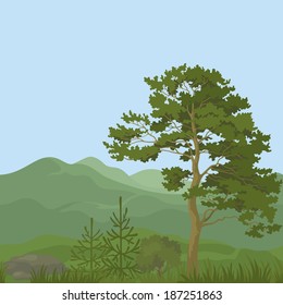 Seamless, summer mountain landscape with pine trees, firs, green grass and blue sky. Vector