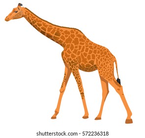 Seamless texture of animal skins, vector illustration