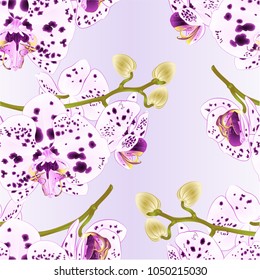 Seamless texture branch orchids flowers dots purple and white  Phalaenopsis tropical plant  stem and buds on a white background vintage vector illustration for design hand draw 