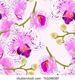 Seamless texture branch orchids flowers  purple and white  Phalaenopsis tropical plant  stem and buds  vintage vector botanical illustration editable hand draw 