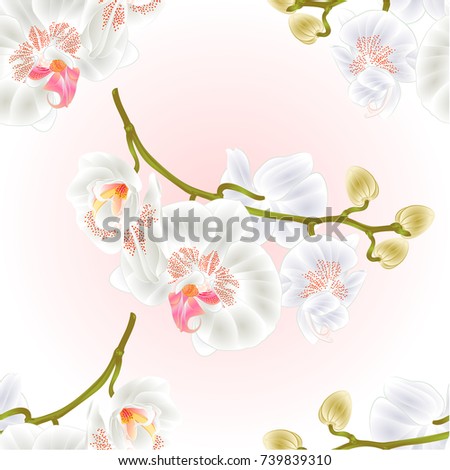 Seamless texture branch orchids flowers  white Phalaenopsis tropical plant  stem and buds  vintage vector botanical illustration for design hand draw 