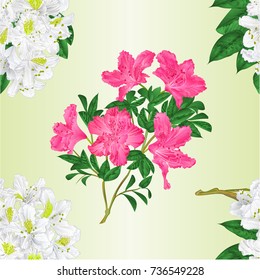 Seamless texture branch White and pink flowers rhododendron   vintage  vector editable illustration hand draw