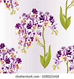 Seamless texture branches orchid Phalaenopsis spotted  purple and white flowers and leaves tropical plants  stem and buds  vintage vector botanical illustration for design editable hand draw 