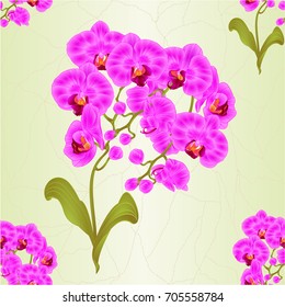 Seamless texture branches orchid Phalaenopsis  purple  flowers tropical plants stem and buds and leaves  vintage vector botanical illustration for design editable hand draw 
